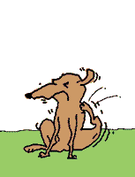 Gif animé puce chien